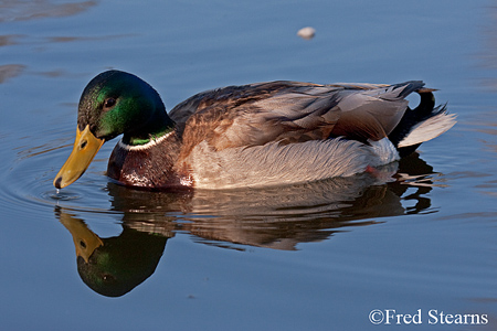 Sterne Park Mallard Duck