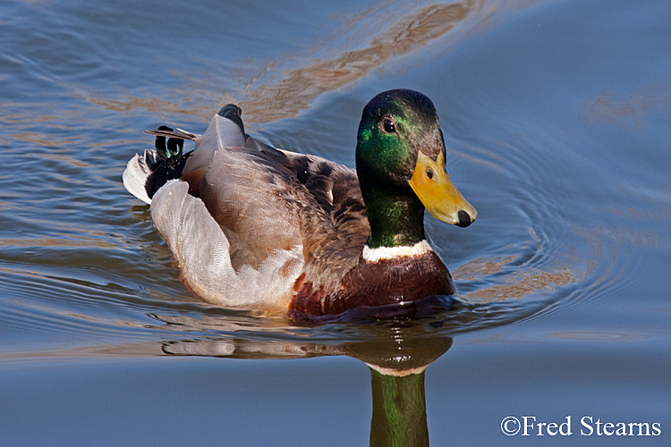 Mallard Duck Sterne Park