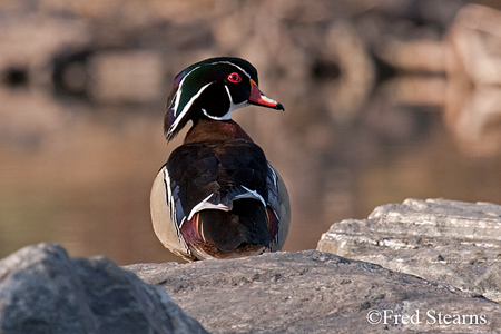 Sterne Park Wood Duck