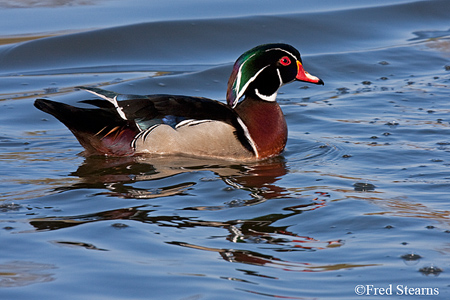 Sterne Park Wood Duck