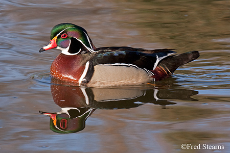 Sterne Park Wood Duck