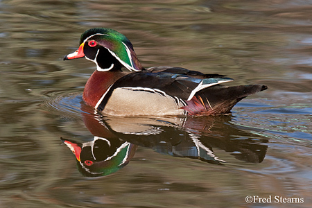 Sterne Park Wood Duck