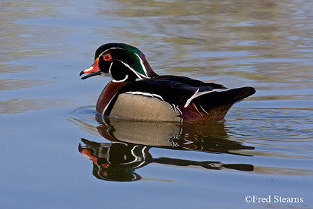 Sterne Park Wood Duck