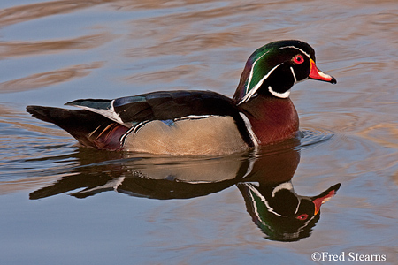 Sterne Park Wood Duck