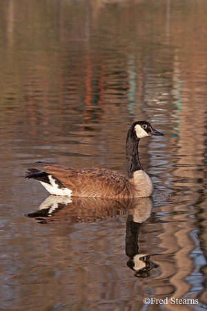 Canada Goose Sterne Park