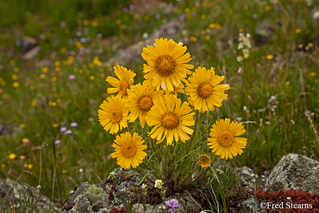 California Gulch Uncompahgre National Forest Ouray Colorado