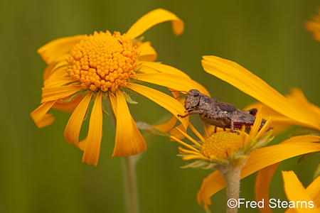 East Dallas Creek Uncompahgre National Forest Ridgeway Colorado