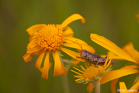 East Dallas Creek Uncompahgre National Forest Ridgeway Colorado