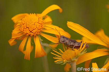 East Dallas Creek Uncompahgre National Forest Ridgeway Colorado