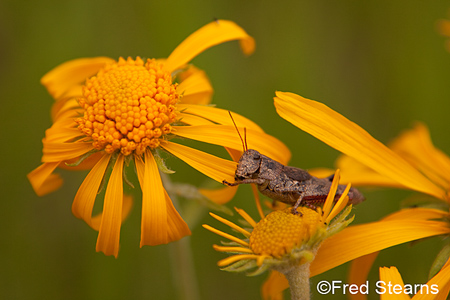 East Dallas Creek Uncompahgre National Forest Ridgeway Colorado