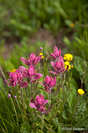 Horseshoe Creek Uncompahgre National Forest Ouray Colorado
