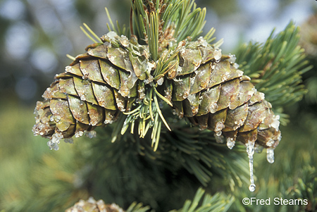 Pike NF Pikes Peak Pine Cones