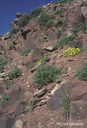 White River NF Rock Garden