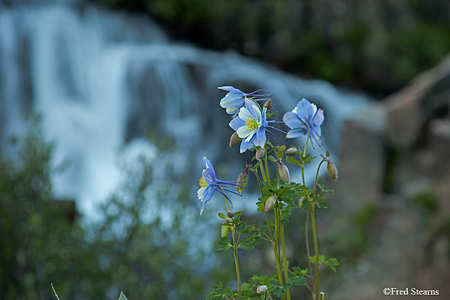 Yankee Boy Basin Uncompahgre National Forest Ouray Colorado