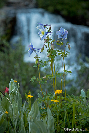 Yankee Boy Basin Uncompahgre National Forest Ouray Colorado
