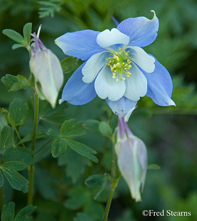 Yankee Boy Basin Uncompahgre National Forest Ouray Colorado
