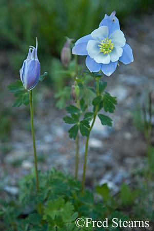 Yankee Boy Basin Uncompahgre National Forest Ouray Colorado