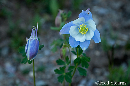 Yankee Boy Basin Uncompahgre National Forest Ouray Colorado