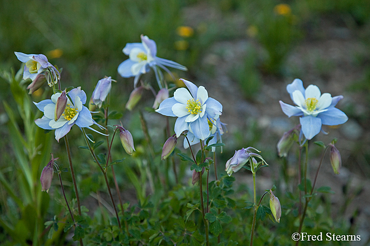 Yankee Boy Basin Ouray Colorado