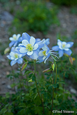 Yankee Boy Basin Uncompahgre National Forest Ouray Colorado