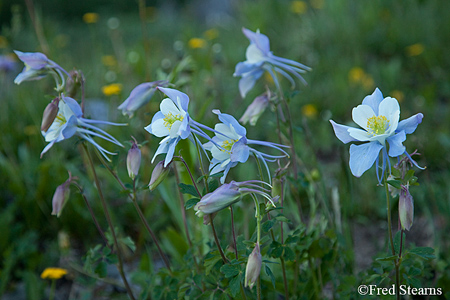 Yankee Boy Basin Uncompahgre National Forest Ouray Colorado