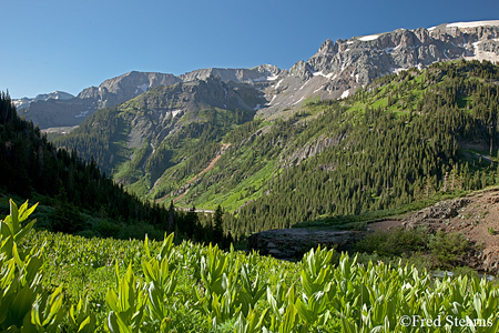 Yankee Boy Basin Uncompahgre National Forest Ouray Colorado