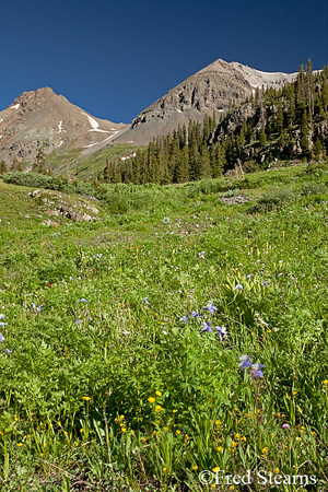 Yankee Boy Basin Uncompahgre National Forest Ouray Colorado