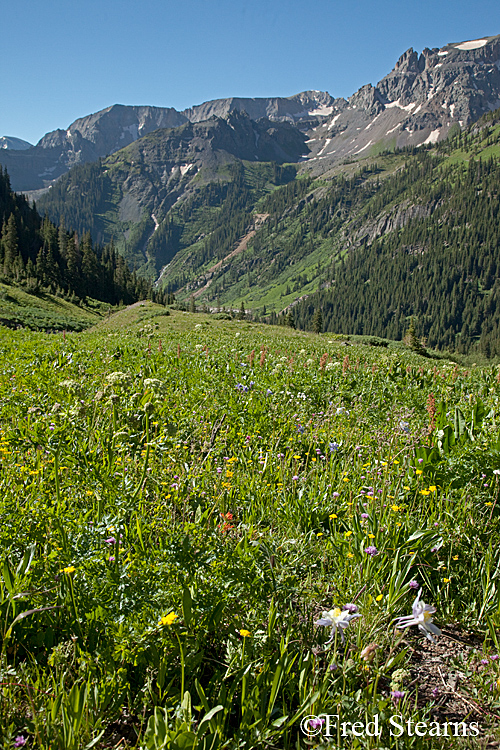 Yankee Boy Basin Ouray Colorado