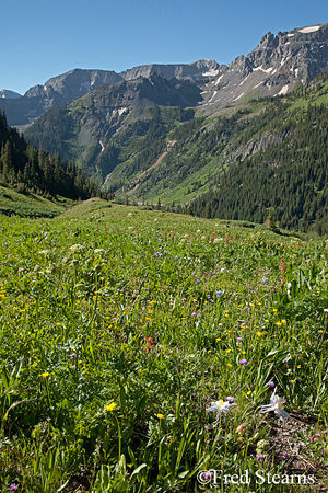 Yankee Boy Basin Uncompahgre National Forest Ouray Colorado