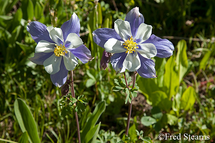 Yankee Boy Basin Ouray Colorado