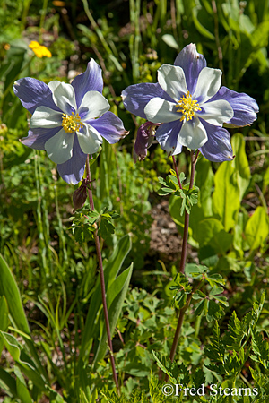 Yankee Boy Basin Uncompahgre National Forest Ouray Colorado