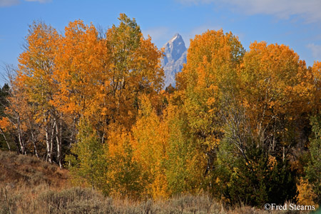 Grand Tetons NP Fall Color