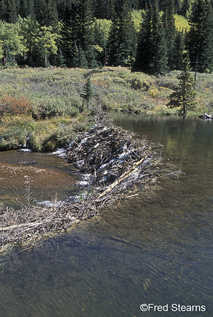 Arapaho NF Beaver Dam Clear Creek