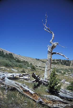 Arapaho NF Mount Evans Bristlecone Pine